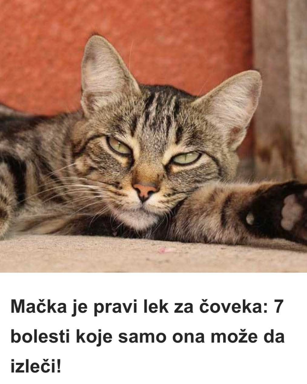 Mačka je pravi lek za čoveka: 7 bolesti koje samo ona može da izleči! - featured image