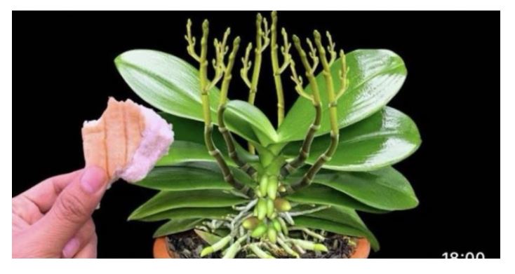 Stavite 1 komad ispod orhideje! Odjednom izraste 100 grana i cvjeta cijele godine - featured image