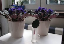Mnoge dame su za 8. mart na poklon dobile ljubičice: A znate li trik kako da stalno izbacuju cvjetove