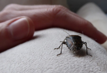 Na ovaj prirodan način ćete se rešiti dosadnih smrdibuba u svom domu: Ključ je u tome gde ćete staviti ovo sredstvo od samo 2 sastojka