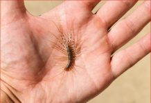 VEĆ SU SVUDA! AKO VIDITE OVU BUBU NA ZIDU, NI SLUČAJNO JE NE UBIJAJTE: Jezive su, ali ukazuju na jedan veliki problem koji imate u kući VEĆ SU SVUDA! AKO VIDITE OVU BUBU NA ZIDU, NI SLUČAJNO JE NE UBIJAJTE: Jezive su, ali ukazuju na jedan veliki problem koji imate u kući - featured image