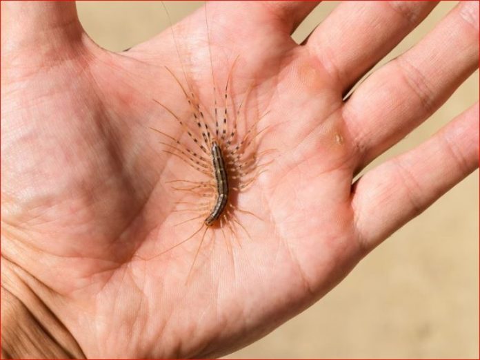 VEĆ SU SVUDA! AKO VIDITE OVU BUBU NA ZIDU, NI SLUČAJNO JE NE UBIJAJTE: Jezive su, ali ukazuju na jedan veliki problem koji imate u kući - featured image