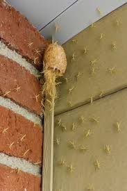 Jutros sam izašla na trijem i ugledala nešto što mi je oduzelo dah! Nešto živo, sićušno i gotovo nevidljivo, kretalo se po zidu ispod ograde… - featured image