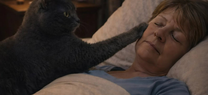 Mačka je svake noći budila svoju vlasnicu i tjerala je iz spavaće sobe: žena je mislila da mačka ima psihičke probleme, sve dok je nije odvela veterinaru. - featured image