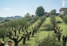 Komšija mi je posjekao voćnjak i UNIŠTIO 20 GODINA TRUDA ZA JEDNU NOĆ: Ali Draganov odgovor na pragu ga je potpuno SLOMIO! Komšija mi je posjekao voćnjak i UNIŠTIO 20 GODINA TRUDA ZA JEDNU NOĆ: Ali Draganov odgovor na pragu ga je potpuno SLOMIO! - featured image