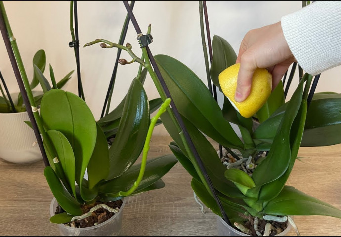 URADITE OVO ORHIDEJAMA I NOVE GRANE I LISTOVI ĆE KRENUTI: Stalno će cvjetati, a orhideja će biti zdrava i prelijepa - featured image