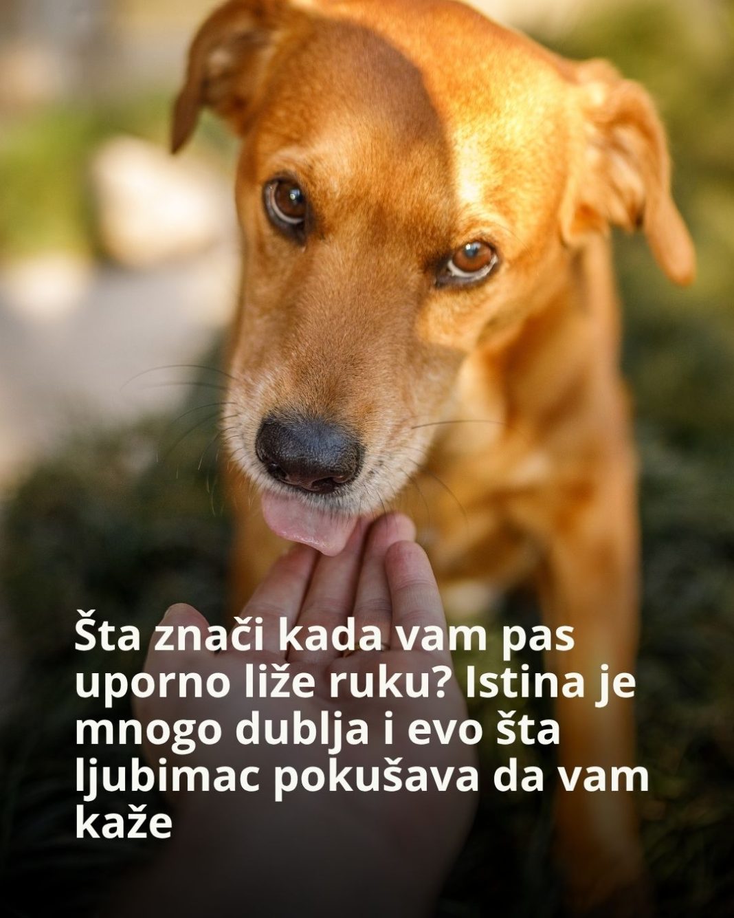 Šta znači kada vam pas uporno liže ruku? Istina je mnogo dublja i evo šta ljubimac pokušava da vam kaže - featured image