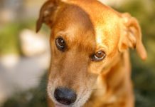 Šta znači kada vam pas uporno liže ruku? Istina je mnogo dublja i evo šta ljubimac pokušava da vam kaže Šta znači kada vam pas uporno liže ruku? Istina je mnogo dublja i evo šta ljubimac pokušava da vam kaže - featured image