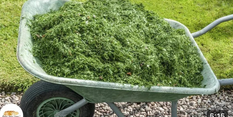 NIKAD NEMOJTE BACATI POKOŠENU TRAVU, samo uraditeovo! Bolje od 100 gnojiva - featured image