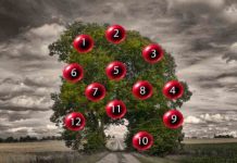 DRVO ŽELJA! ZAMISLITE JEDNU ŽELJU I IZABERITE 1 BROJ SA DRVETA: Evo da li će vam se želja ostvariti DRVO ŽELJA! ZAMISLITE JEDNU ŽELJU I IZABERITE 1 BROJ SA DRVETA: Evo da li će vam se želja ostvariti - featured image