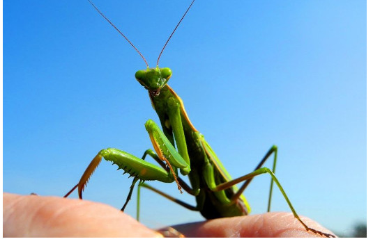 Kada BOGOMOLJKA uđe u vašu kuću, to znači SAMO JEDNO: Njeno prisustvo nosi važnu poruku, evo i koju - featured image