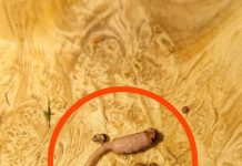 Kuvao sam mleveno meso i kada sam ga izvadio iz tiganja, primetio sam čudan predmet koji nije ličio na meso. Kuvao sam mleveno meso i kada sam ga izvadio iz tiganja, primetio sam čudan predmet koji nije ličio na meso. - featured image