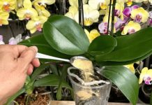 1 kašičica direktno u saksiju i 0RHIDEJA cvjeta skoro N0N-ST0P: Nema plijesni, bolesti i imam 5 puta više cvjetova! 1 kašičica direktno u saksiju i 0RHIDEJA cvjeta skoro N0N-ST0P: Nema plijesni, bolesti i imam 5 puta više cvjetova! - featured image