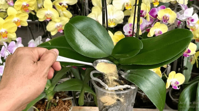 1 kašičica direktno u saksiju i 0RHIDEJA cvjeta skoro N0N-ST0P: Nema plijesni, bolesti i imam 5 puta više cvjetova! - featured image