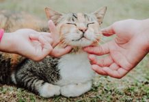 TRLJA LI SE MAČKA UZ VAŠE NOGE: Evo šta vam pokušava reći TRLJA LI SE MAČKA UZ VAŠE NOGE: Evo šta vam pokušava reći - featured image