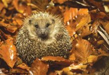 Jež u vašoj bašti nikada nije slučajnost:Njegovo prisustvo ima važno značenje, evo koje Jež u vašoj bašti nikada nije slučajnost:Njegovo prisustvo ima važno značenje, evo koje - featured image
