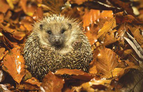 Jež u vašoj bašti nikada nije slučajnost:Njegovo prisustvo ima važno značenje, evo koje - featured image