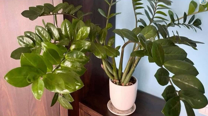 Umjesto u supu, stavite u v0du i prelijte zamiokulkas: Novi, zeleni listovi će 0DMAH niknuti! - featured image