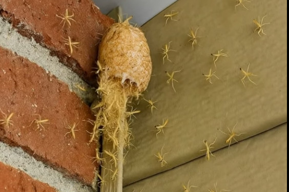 Izašao sam na trijem i vidio kako zid… oživljava! Stotine sitnih stvorenja izašlo je iz svoje tajanstvene čahure ravno pred mojim vratima! - featured image