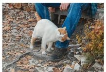TRLJA LI SE MAČKA UZ VAŠE NOGE: Evo šta vam pokušava reći TRLJA LI SE MAČKA UZ VAŠE NOGE: Evo šta vam pokušava reći - featured image