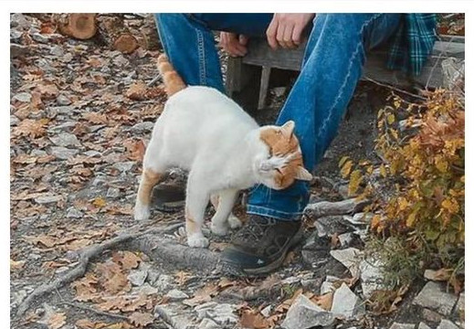 TRLJA LI SE MAČKA UZ VAŠE NOGE: Evo šta vam pokušava reći - featured image