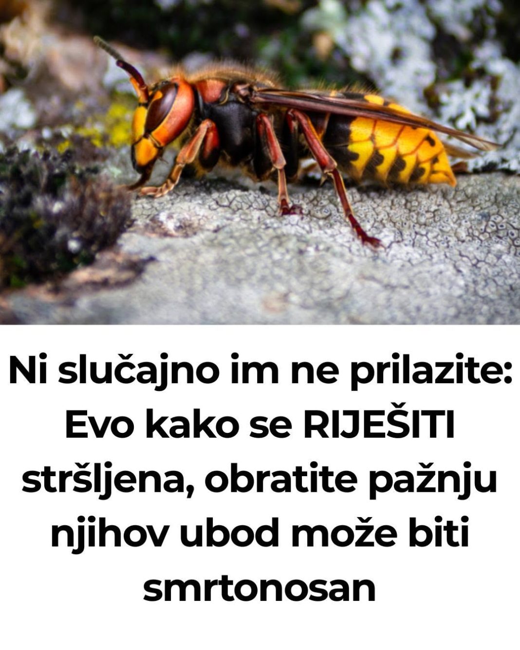 Ni slučajno im ne prilazite: Evo kako se RIJEŠITI stršljena, obratite pažnju njihov ubod može biti smrtonosan - featured image