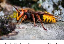 Ni slučajno im ne prilazite: Evo kako se RIJEŠITI stršljena, obratite pažnju njihov ubod može biti smrtonosan Ni slučajno im ne prilazite: Evo kako se RIJEŠITI stršljena, obratite pažnju njihov ubod može biti smrtonosan - featured image
