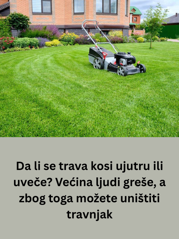 Da li se trava kosi ujutru ili uveče? Većina ljudi greše, a zbog toga možete uništiti travnjak - featured image Da li se trava kosi ujutru ili uveče? Većina ljudi greše, a zbog toga možete uništiti travnjak - featured image