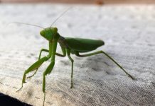 Ako vam ovaj insekt uđe u stan budite srećni: Kažu da s razlogom bira kuću, a poruka koju nosi je predivna Ako vam ovaj insekt uđe u stan budite srećni: Kažu da s razlogom bira kuću, a poruka koju nosi je predivna - featured image