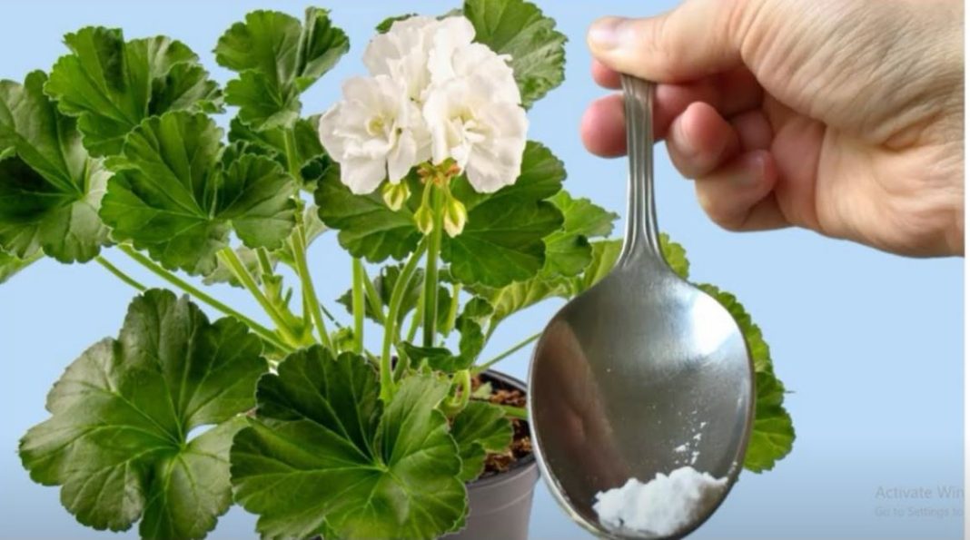 Odmah je procvetao! Samo 1 kašičica bilo kog sobnog cveća će zagarantovano procvetati! - featured image Odmah je procvetao! Samo 1 kašičica bilo kog sobnog cveća će zagarantovano procvetati! - featured image