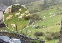 SNIMALA OVCE pa primjetila nešto vrlo čudno: “Nisam mogla vjerovati svojim očima! Kako je to moguće?” SNIMALA OVCE pa primjetila nešto vrlo čudno: “Nisam mogla vjerovati svojim očima! Kako je to moguće?” - featured image