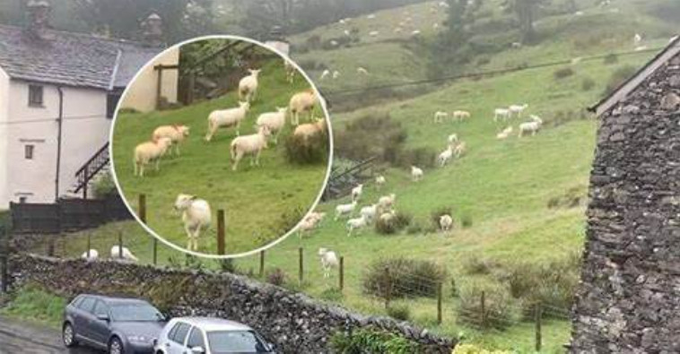 SNIMALA OVCE pa primjetila nešto vrlo čudno: “Nisam mogla vjerovati svojim očima! Kako je to moguće?” - featured image