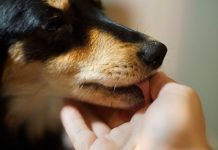 ZNATE LI ŠTA ZNAČI AKO VAM PAS LIŽE RUKU: Nije ljubav, evo šta želi da vam poruči ZNATE LI ŠTA ZNAČI AKO VAM PAS LIŽE RUKU: Nije ljubav, evo šta želi da vam poruči - featured image