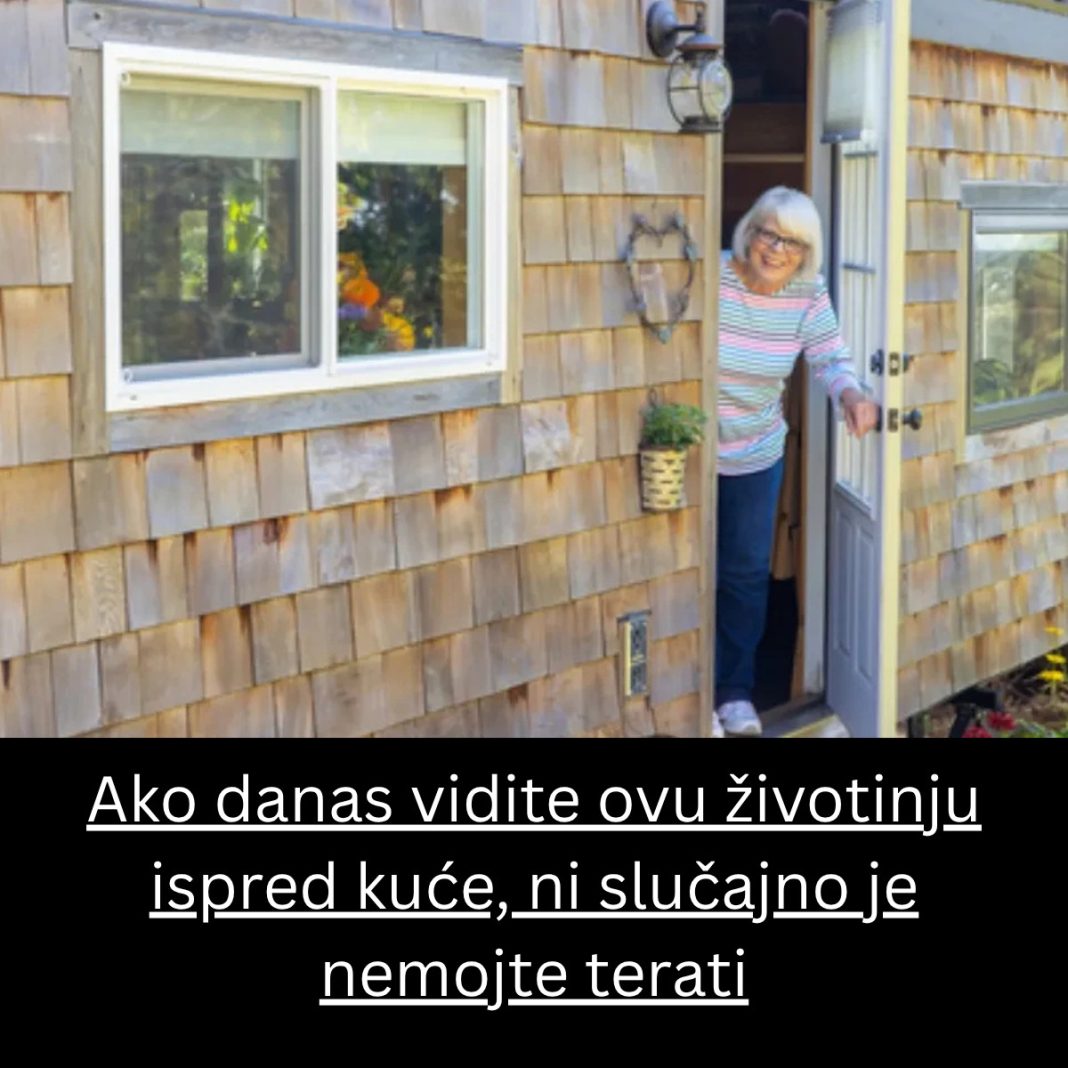 Ako danas vidite ovu životinju ispred kuće, ni slučajno je nemojte terati - content image